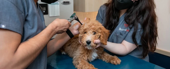 # A Cut Above Pet Stylists: Elevate Your Pet's Grooming Experience