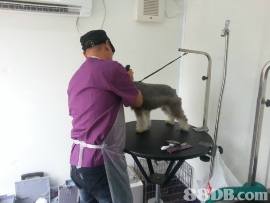  Aussie Pet Mobile Grooming: The Ultimate Solution for Your Pet's Grooming Needs