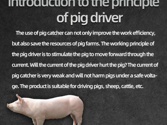 ### Types of Pigs for Pets: A Comprehensive Guide to Choosing the Perfect Pig Companion