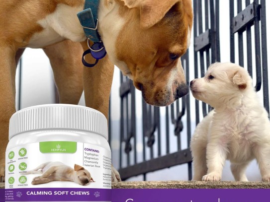 Discover the Ultimate Pet Links: Your Gateway to Pet Care and Products