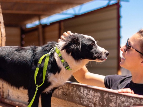  Discover the Best Pet Friendly Hotels in Laramie, WY for Your Next Adventure